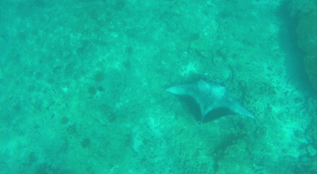 Kuri Beach View Inn Omadhoo Rum bild